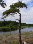 Foto tillägnat Björta S : En kantig ensam tall på en klippa.