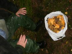 Har du sett herr Kantarell...