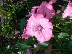 Malva, Mors älsklingsblommor